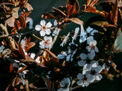 Kineko Casino Mobiilirakendus